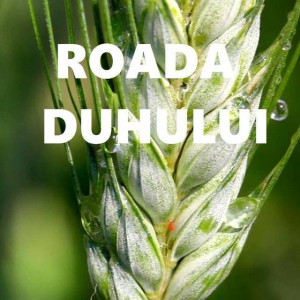 Adrian Cost - Roada Duhului (2019)