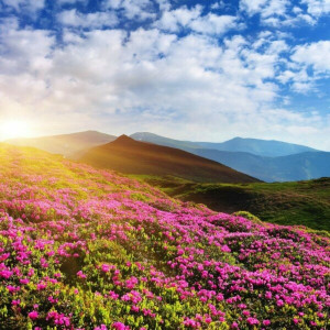 Carolina Nedorea - Avgust (2023)