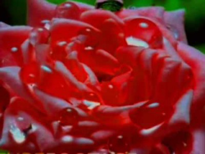 Claudia Danciu - Ca stropii de roua - Vol.1